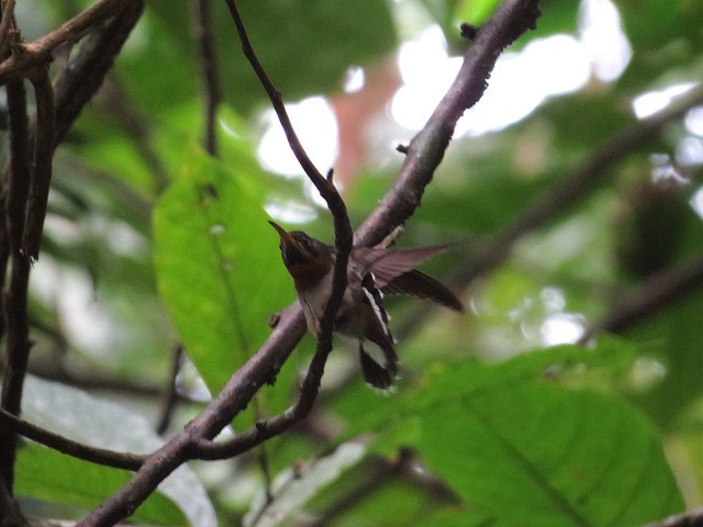 Полосатохвостый колибри-отшельник - ML33856371