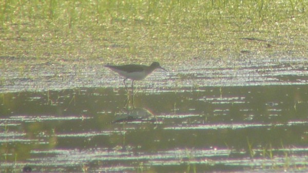 Solitary Sandpiper - ML33856451
