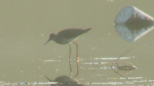 Lesser Yellowlegs - ML33856461