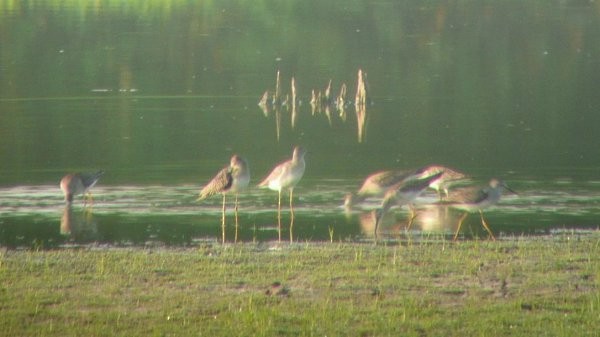 Lesser Yellowlegs - ML33856471