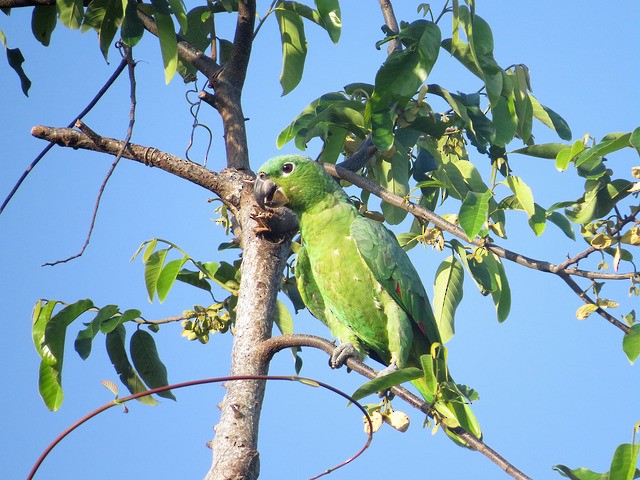 Amazona Harinosa - ML33856521