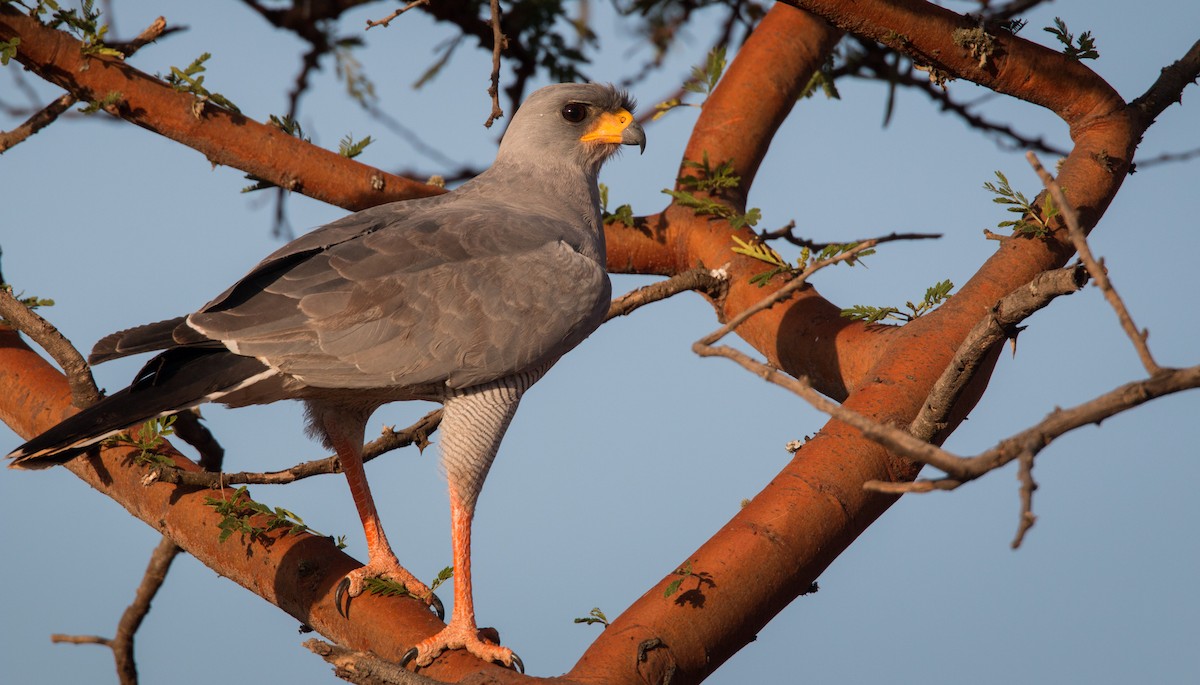 Eastern Chanting-Goshawk - Ian Davies