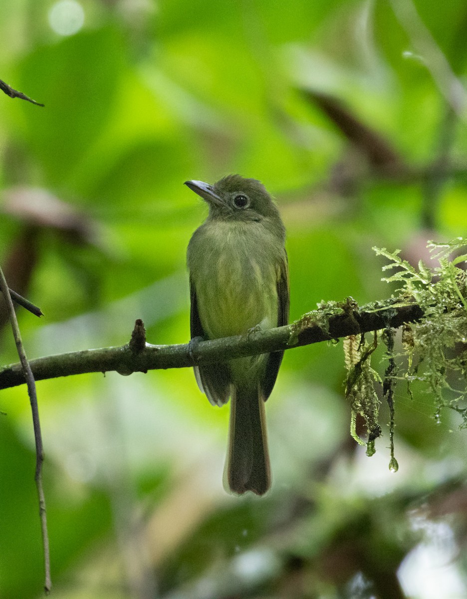 Western Olivaceous Flatbill - ML338566911