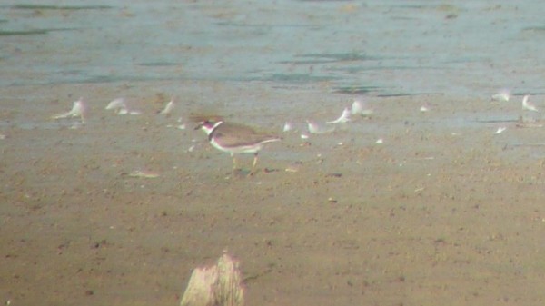 Semipalmated Plover - Nate Swick