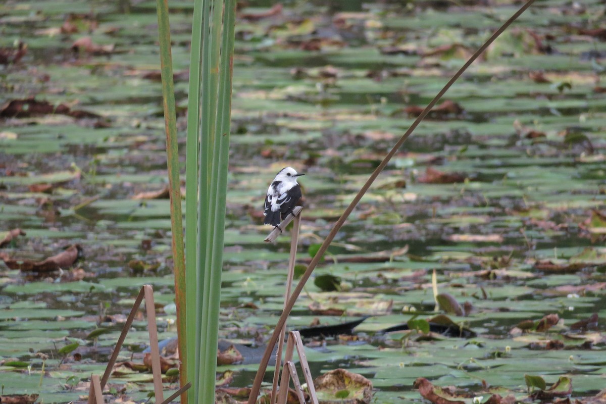 Pied Water-Tyrant - Juan Pablo Arboleda