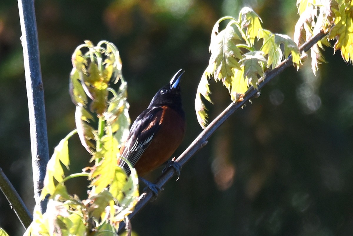 Orchard Oriole - ML338568681