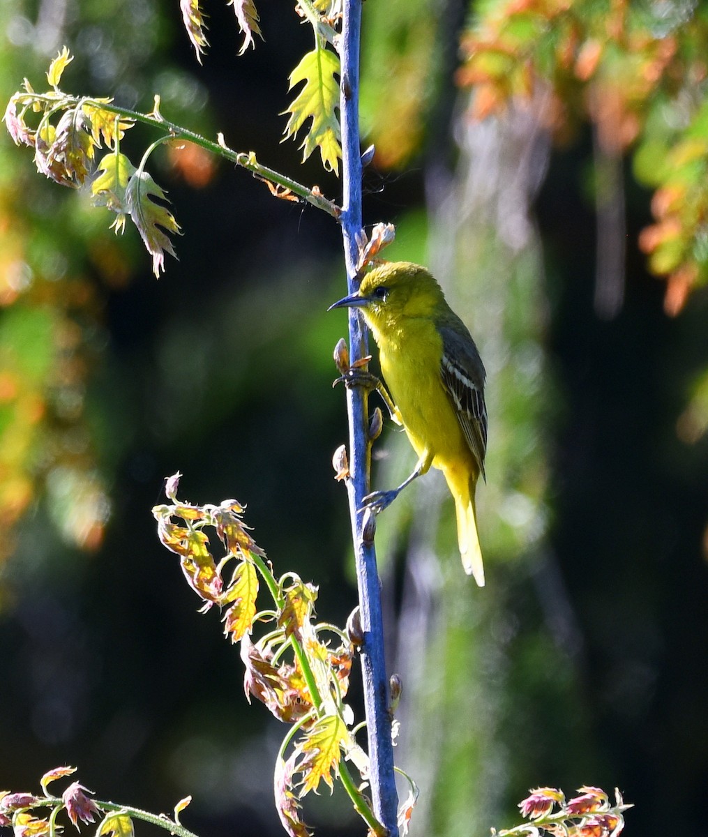 Orchard Oriole - ML338568711