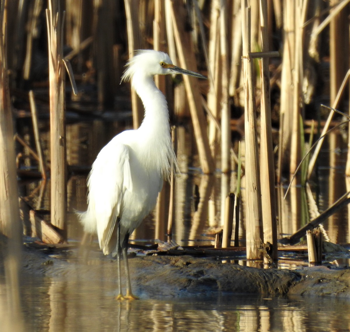 Snowy Egret - Bruce Hoover