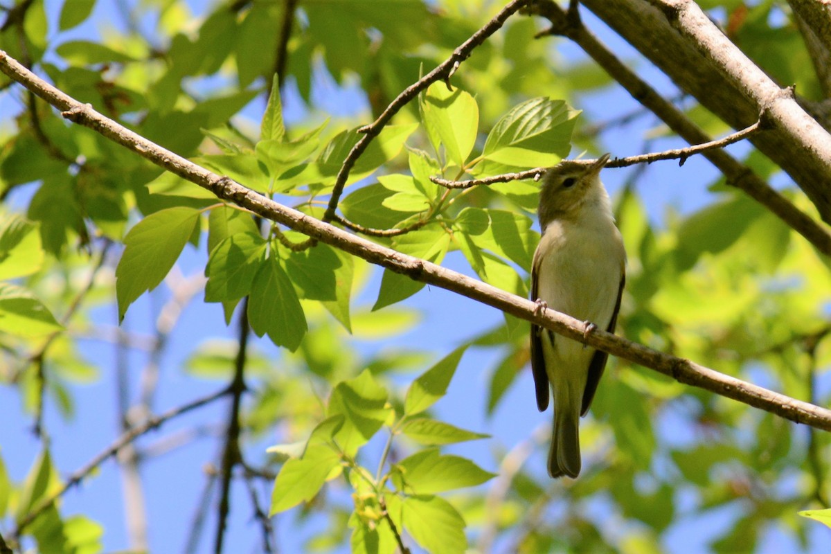 Warbling Vireo - ML338571861