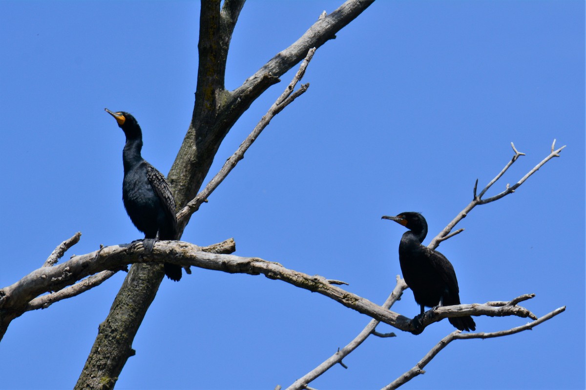 Double-crested Cormorant - ML338571921