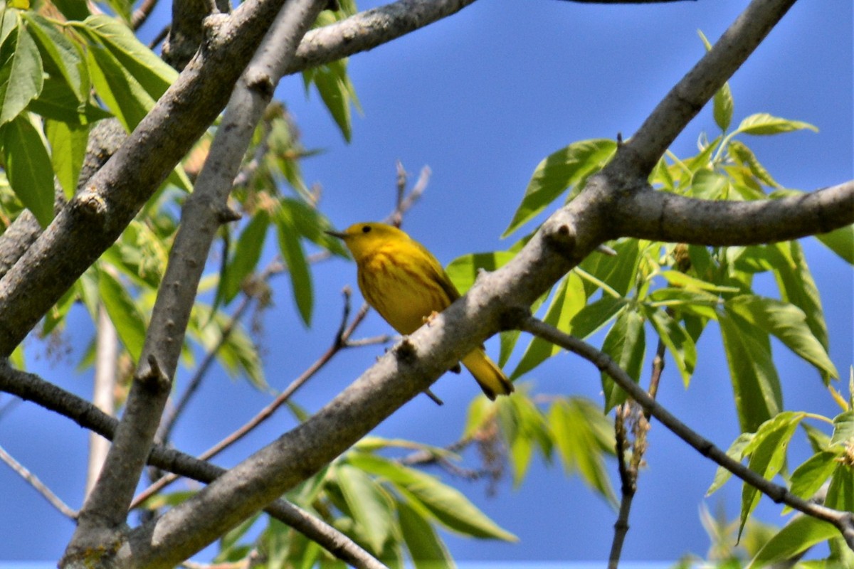 Yellow Warbler - ML338572021