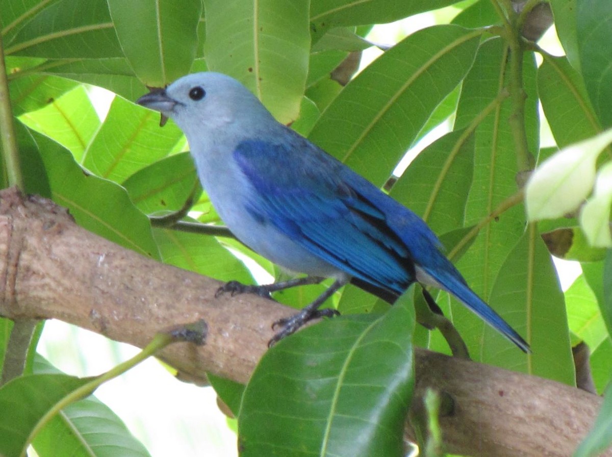 Blue-gray Tanager - ML338572741