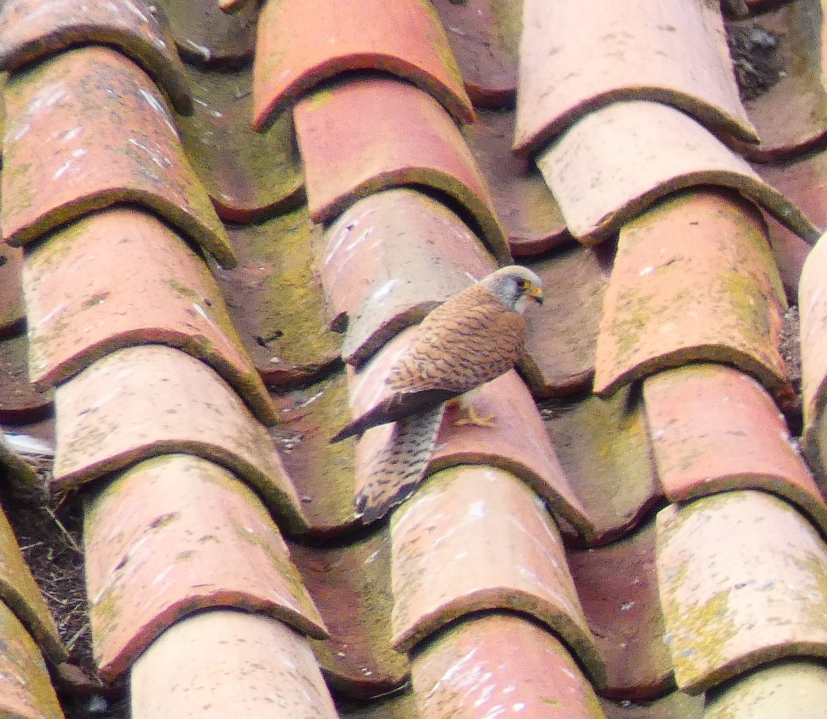 Lesser Kestrel - ML338573031