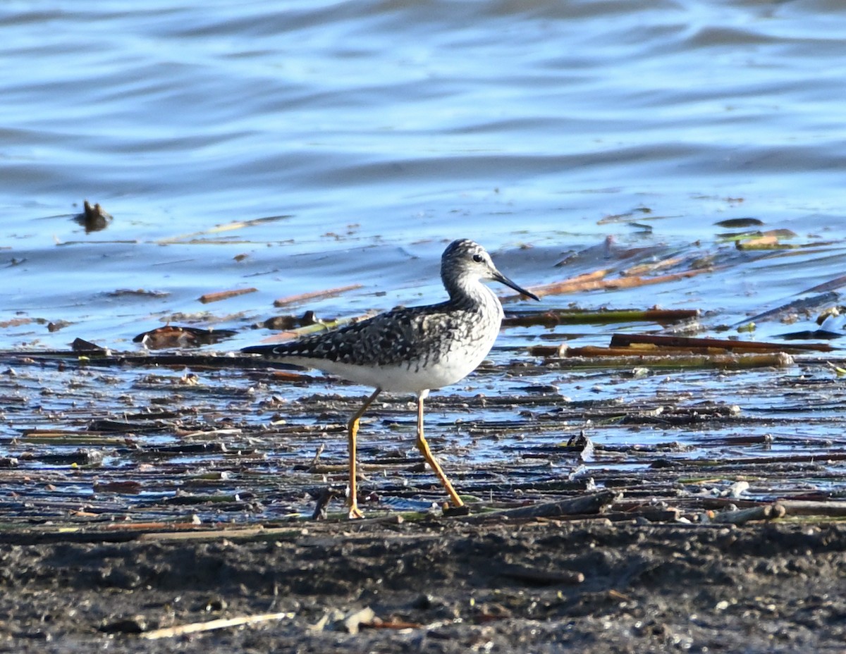 Lesser Yellowlegs - ML338573381