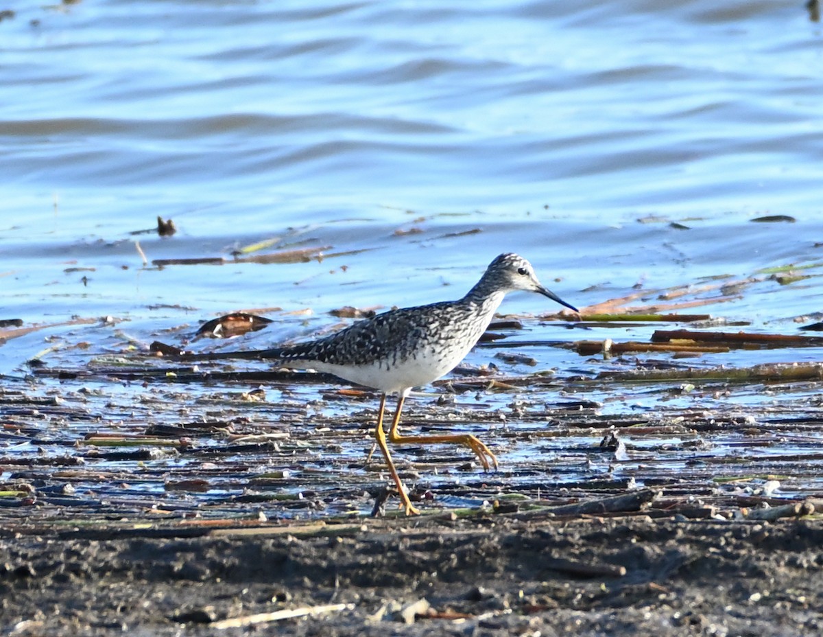 Lesser Yellowlegs - ML338573391