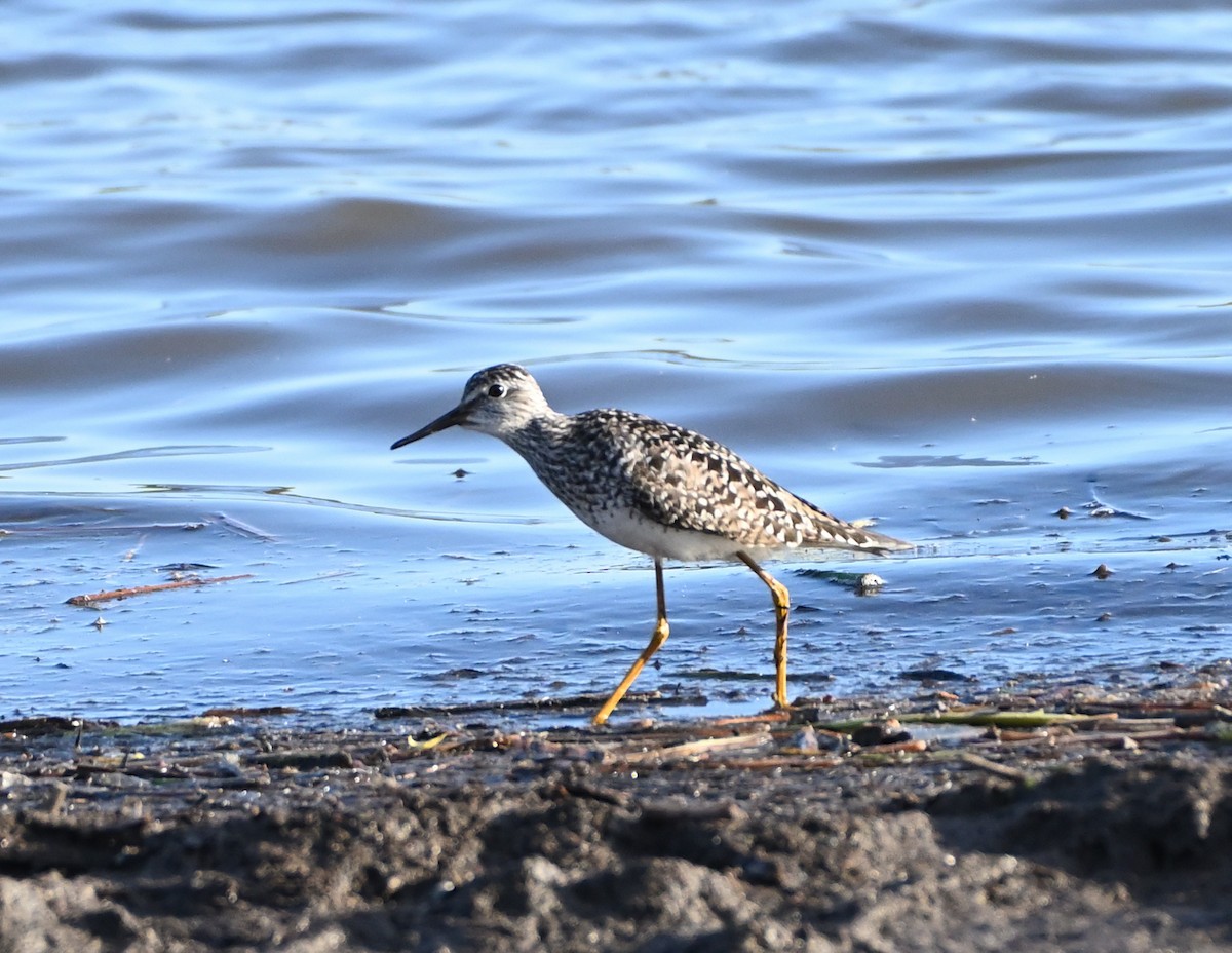 Lesser Yellowlegs - ML338573611