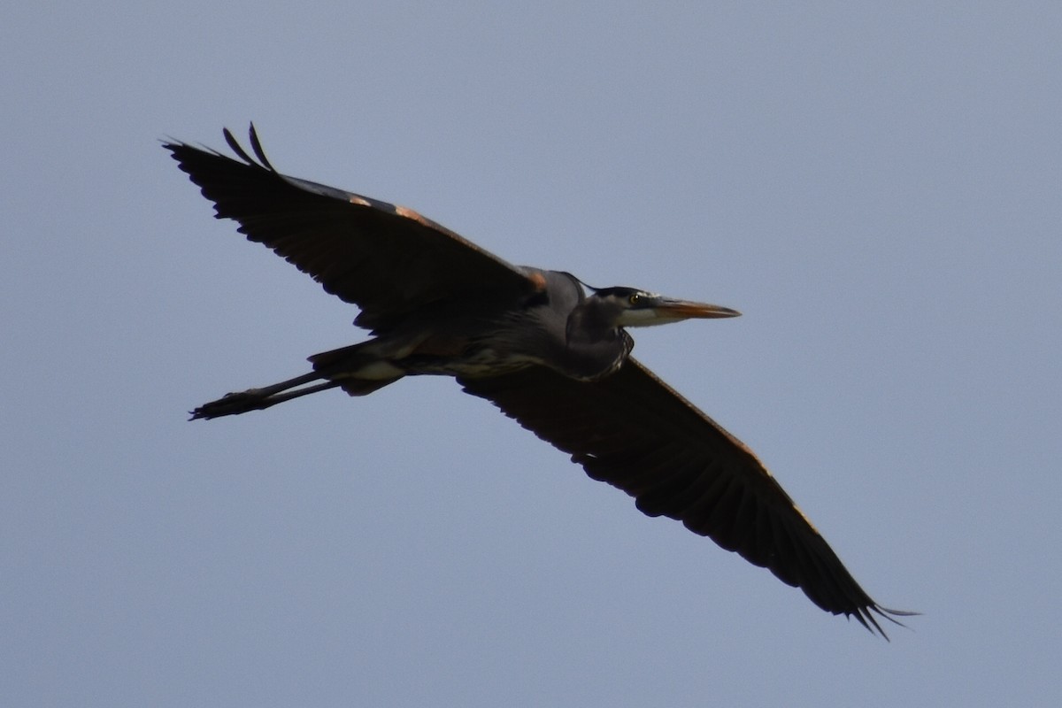 Great Blue Heron (Great Blue) - Darren Hall