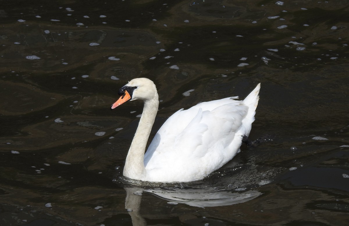Mute Swan - Alan Younger
