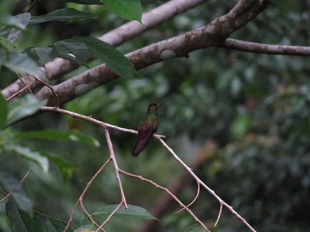kolibřík křivozobý - ML33857561