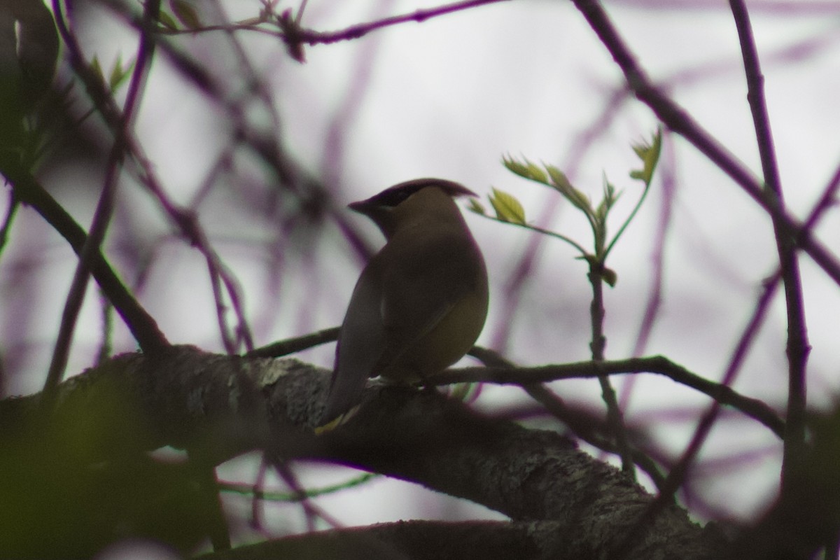 Cedar Waxwing - ML338576001