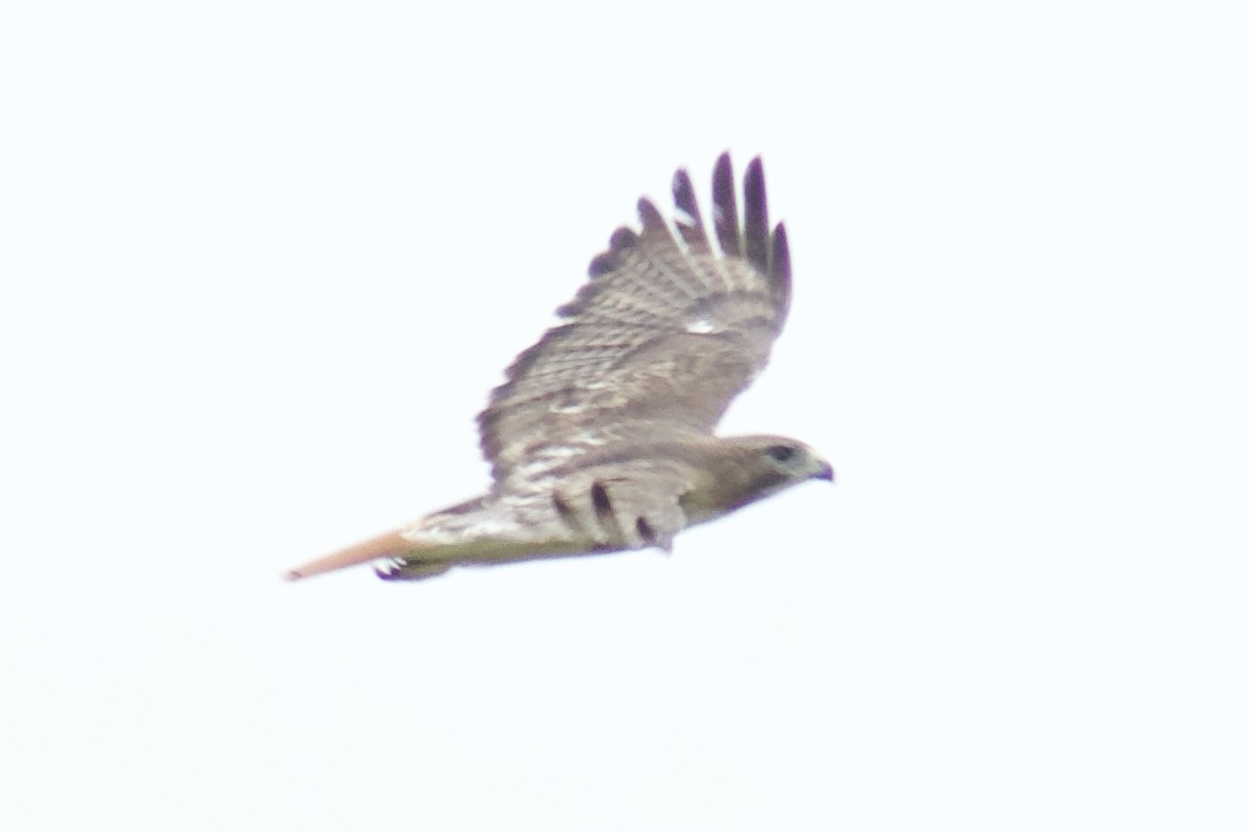 Red-tailed Hawk - ML338576071