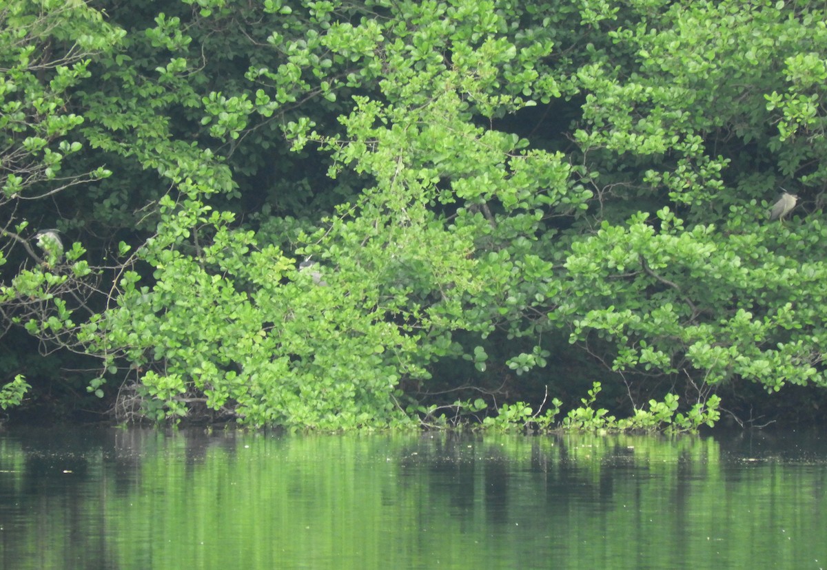 Black-crowned Night Heron - ML338578521