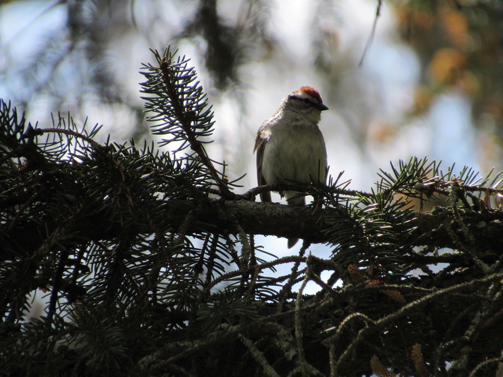 Chipping Sparrow - ML338578611