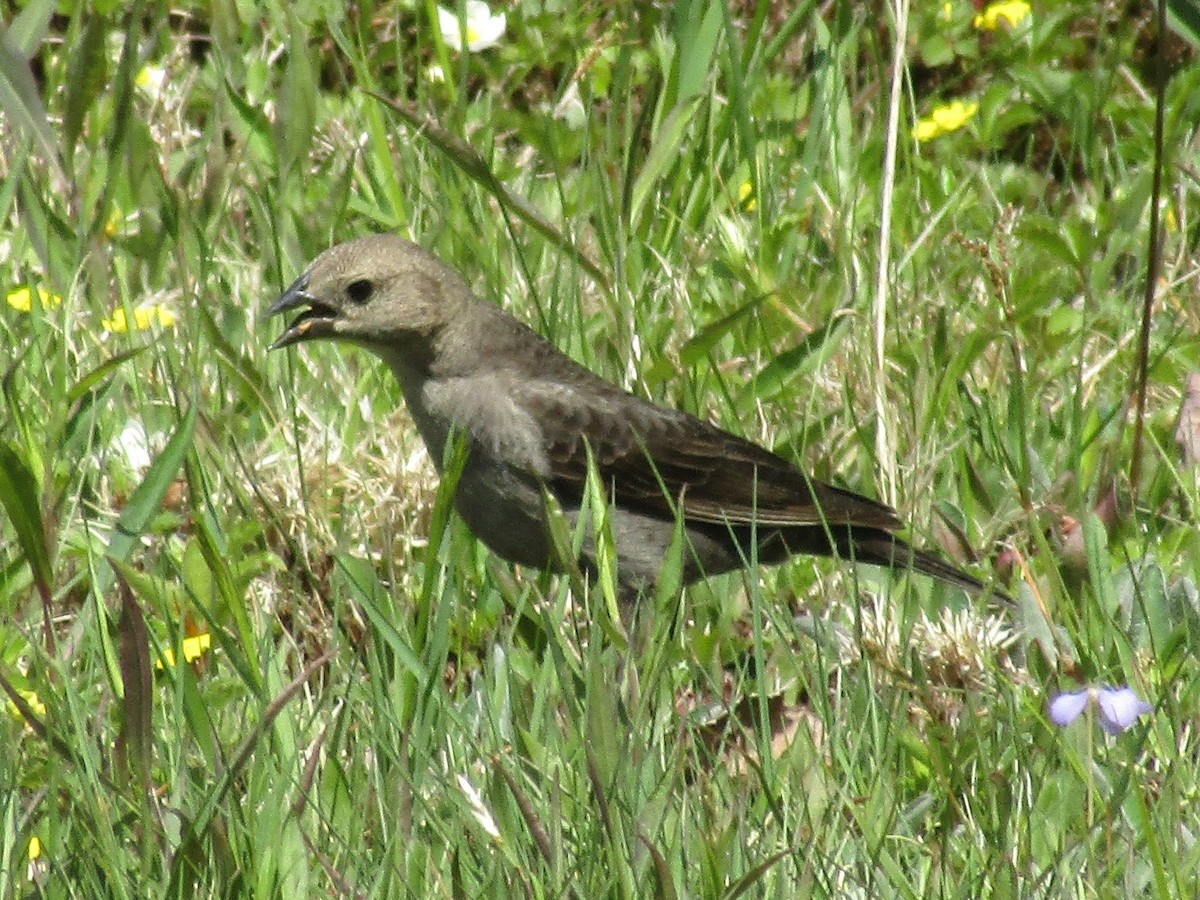 Brown-headed Cowbird - ML338579451