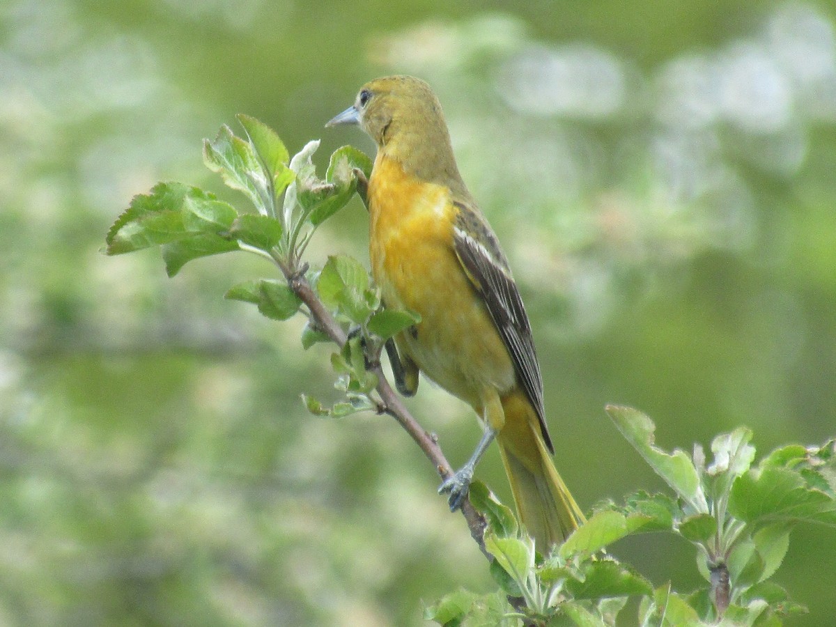 Baltimore Oriole - ML338579461