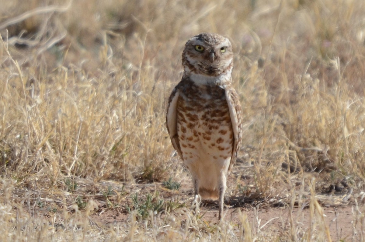 Burrowing Owl - ML338579651