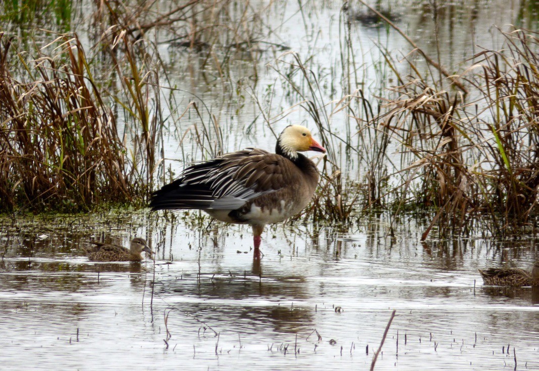 Snow Goose - ML338579891