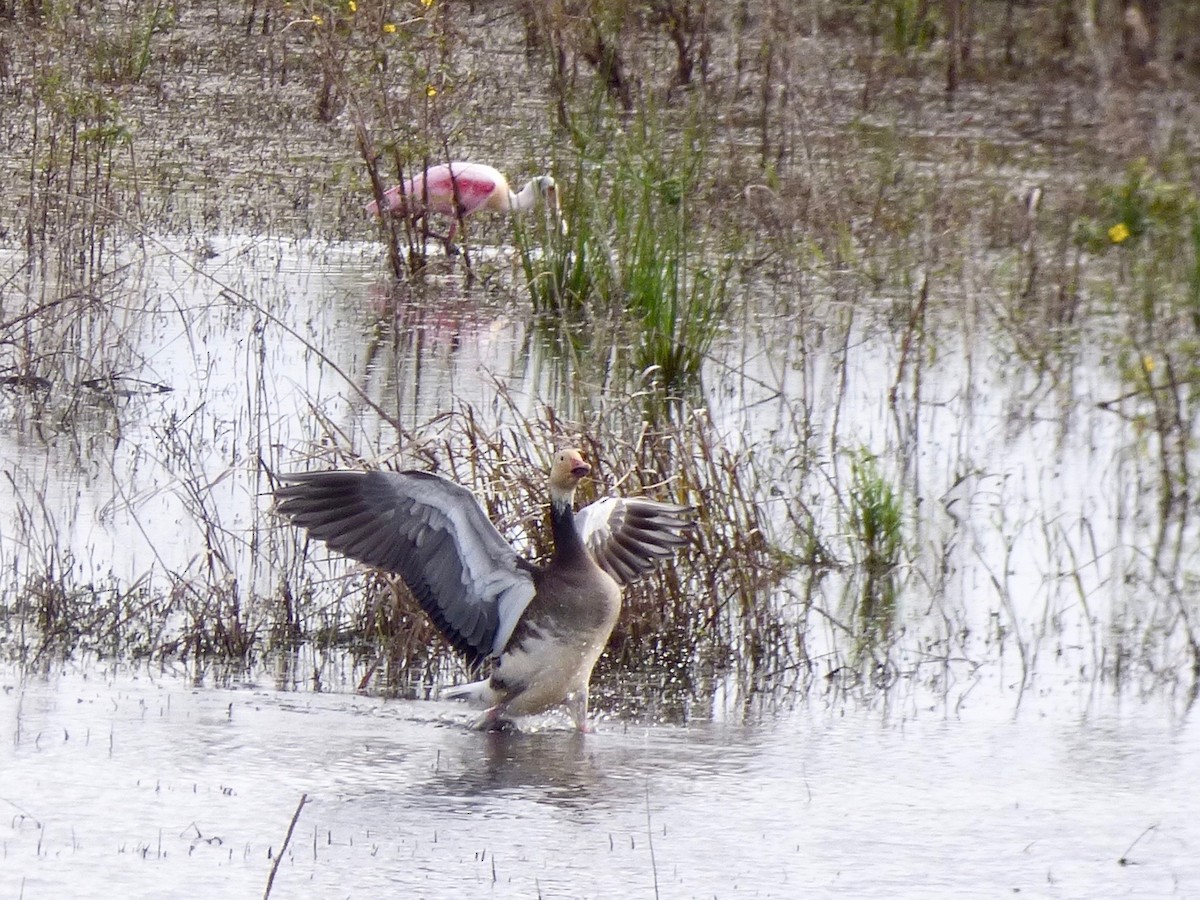 Snow Goose - Alena Capek