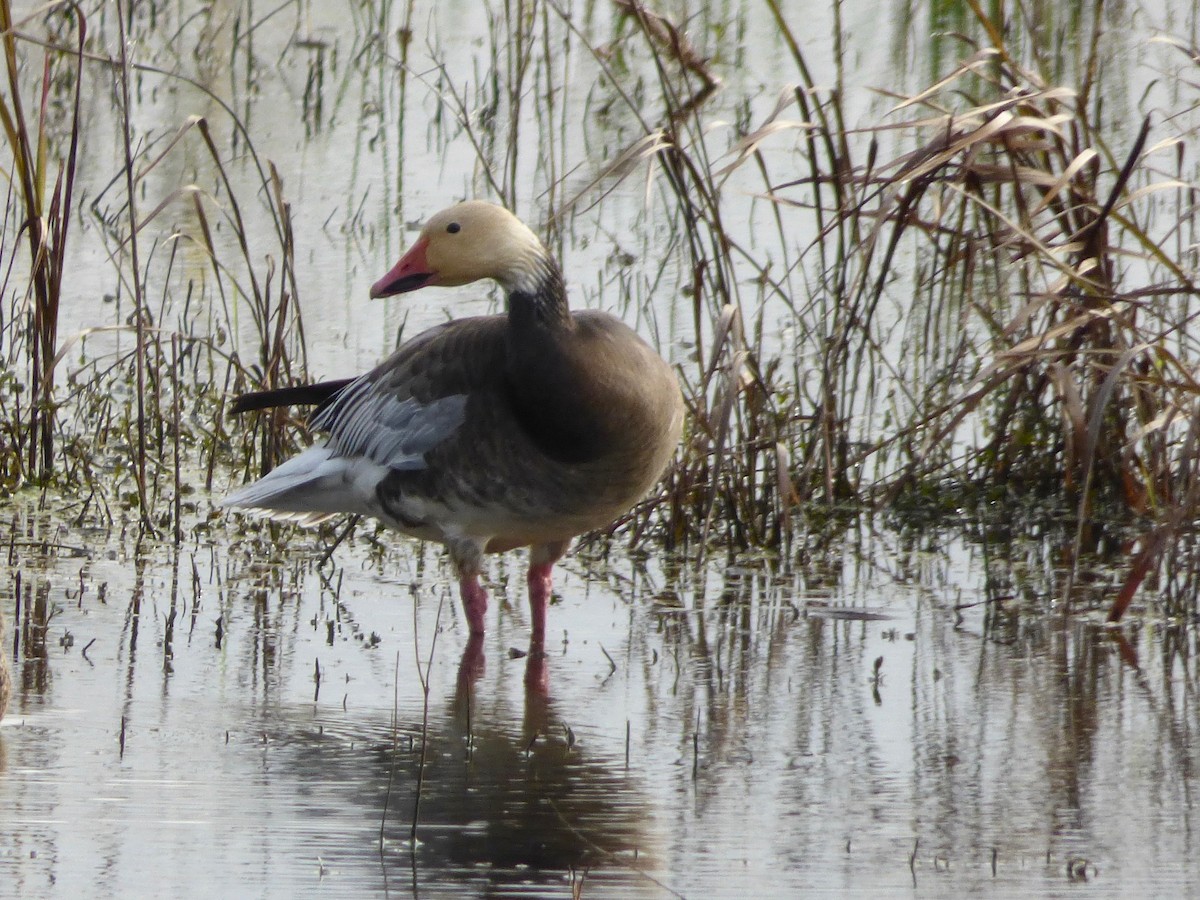 Snow Goose - ML338579931