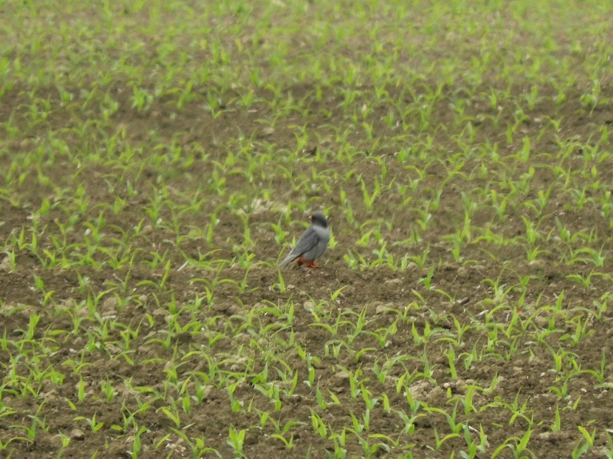 Red-footed Falcon - ML338580081