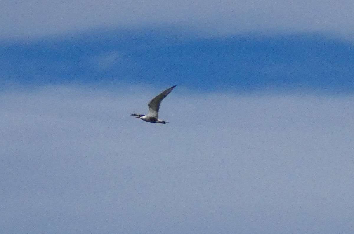 Whiskered Tern - ML338580301