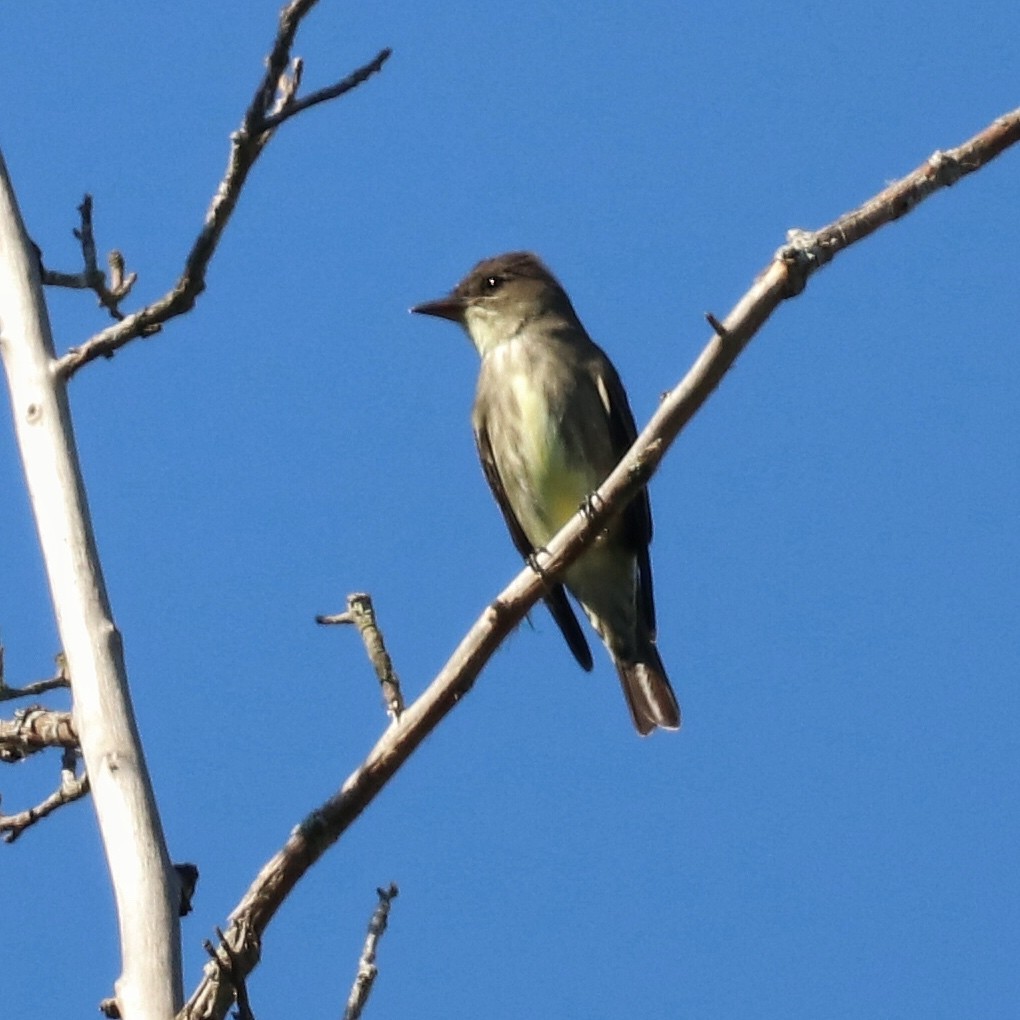 Olive-sided Flycatcher - ML338581981