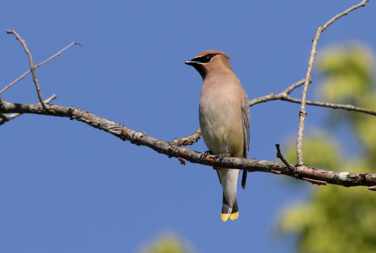 Cedar Waxwing - ML338584791