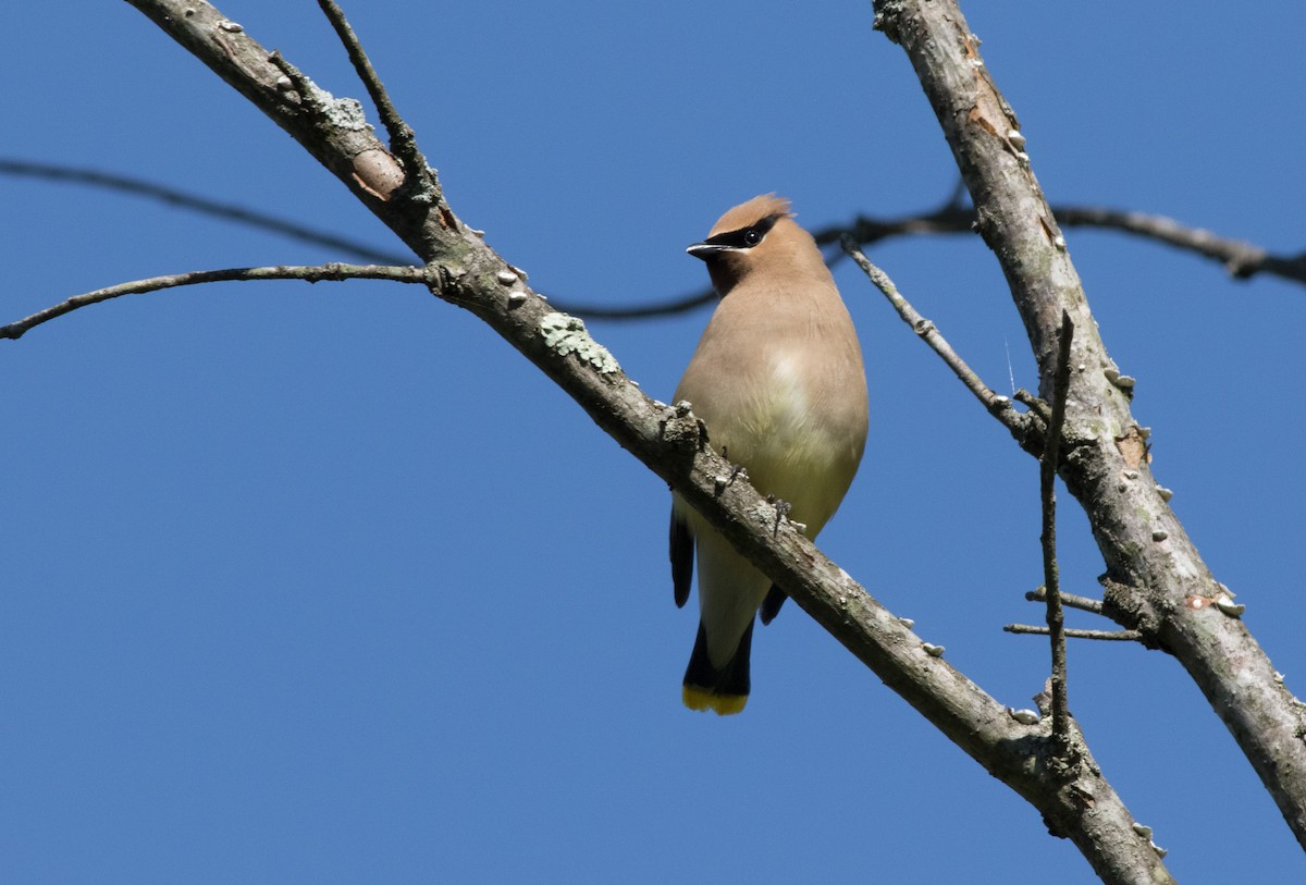 Cedar Waxwing - ML338584811