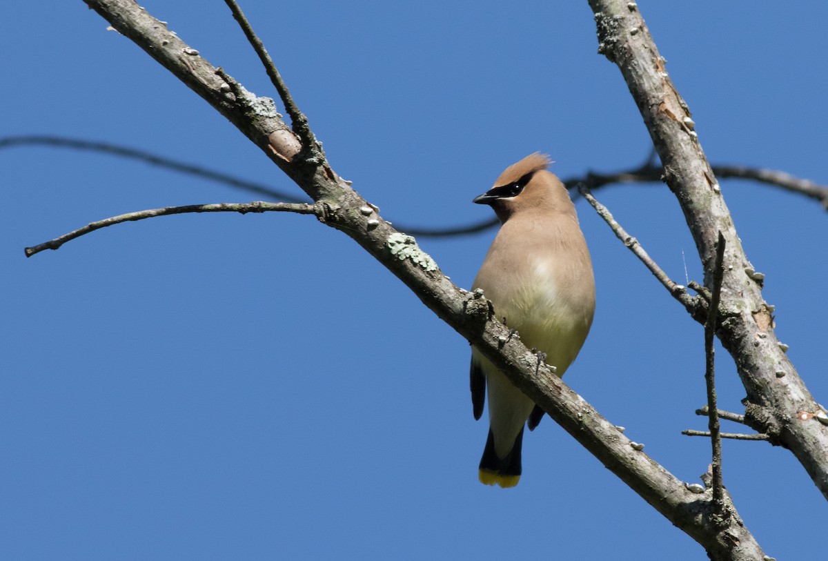 Cedar Waxwing - ML338584821