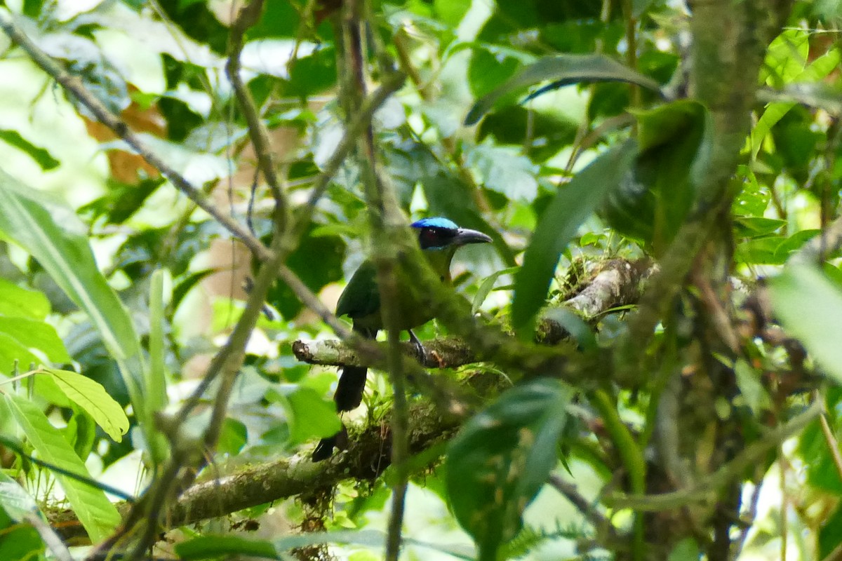 Amazonasmotmot - ML338585681