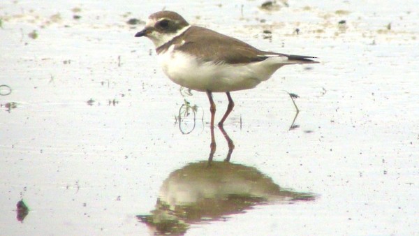 Semipalmated Plover - Nate Swick