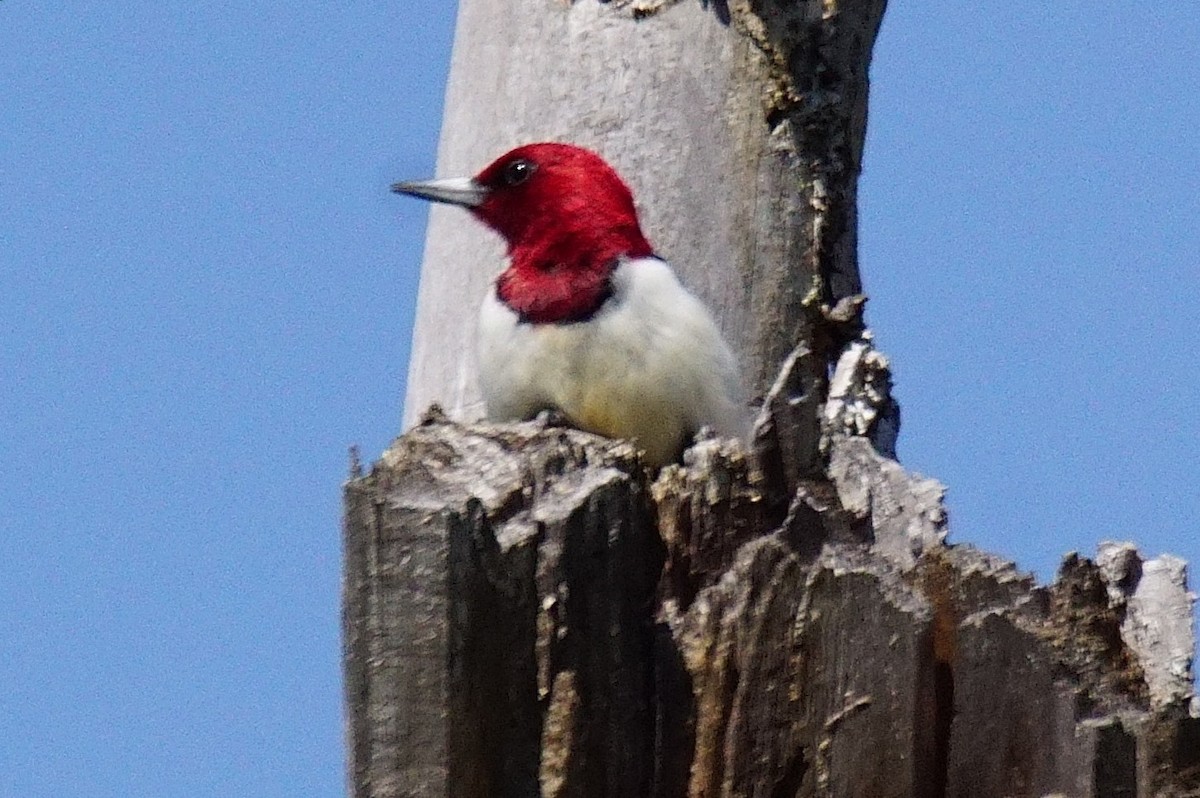Red-headed Woodpecker - ML338586091