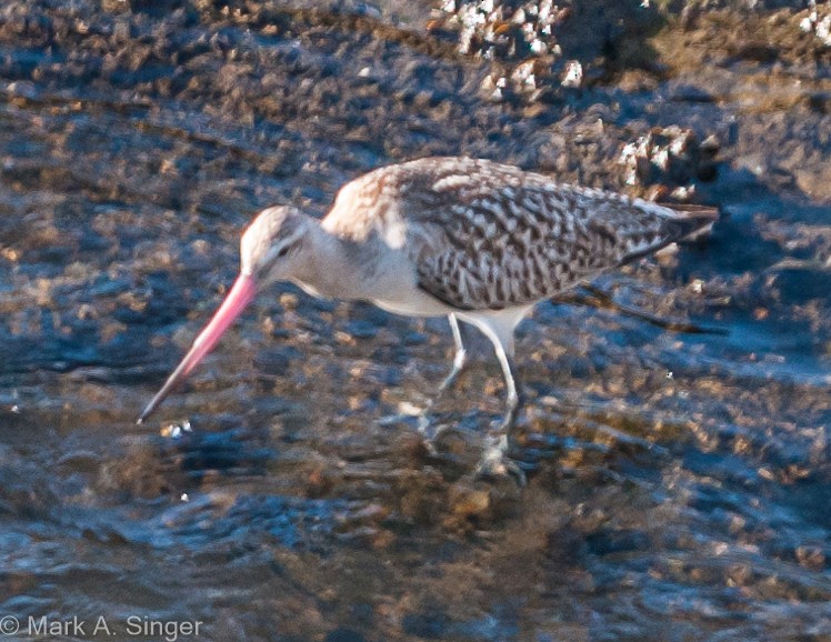 Bar-tailed Godwit - ML338587331