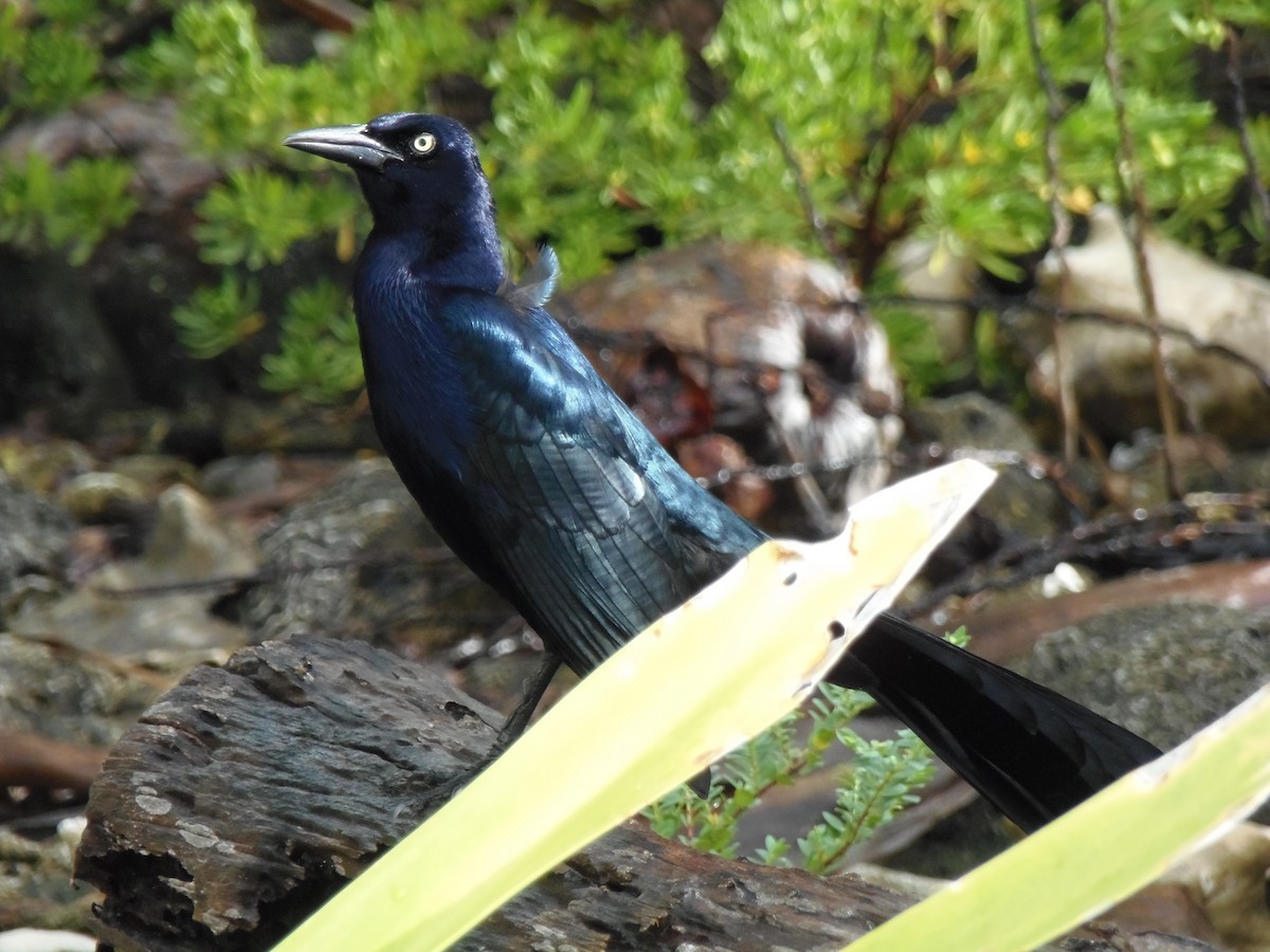 Great-tailed Grackle - ML33858741