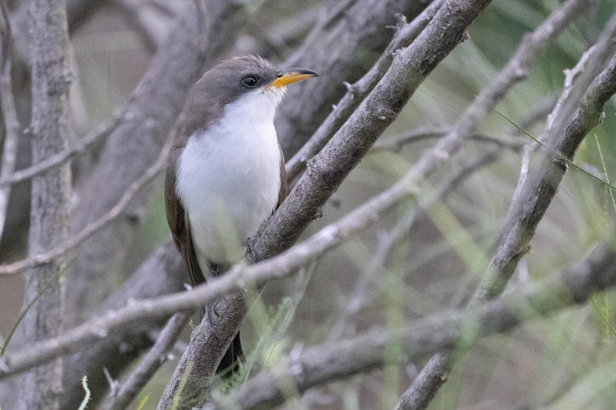 Yellow-billed Cuckoo - Mauricio Garcia-Ramos