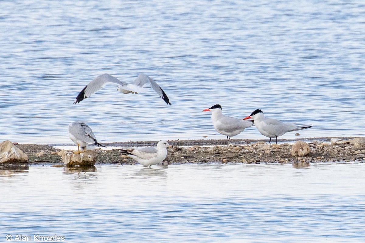 Pagaza Piquirroja - ML338593621