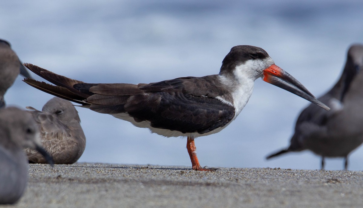 Black Skimmer - ML338593901