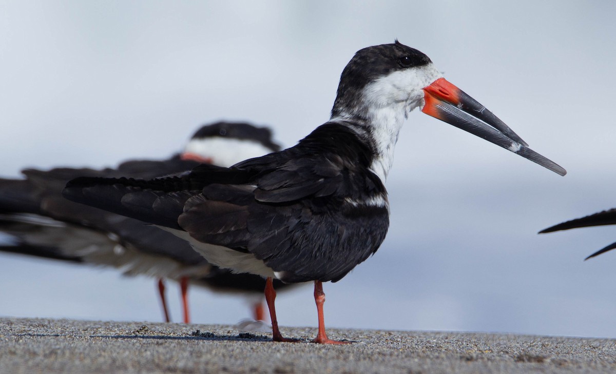 Black Skimmer - ML338593911