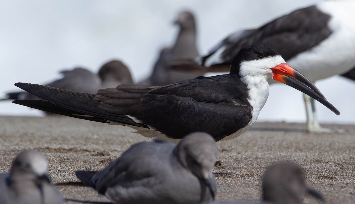 Black Skimmer - ML338593921