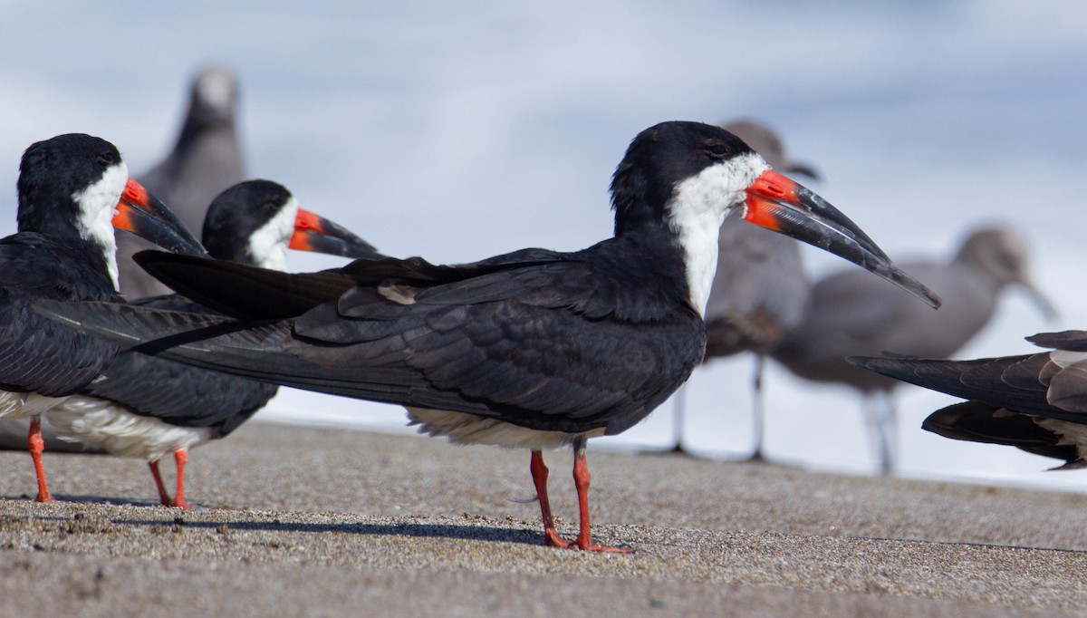 Black Skimmer - ML338593931